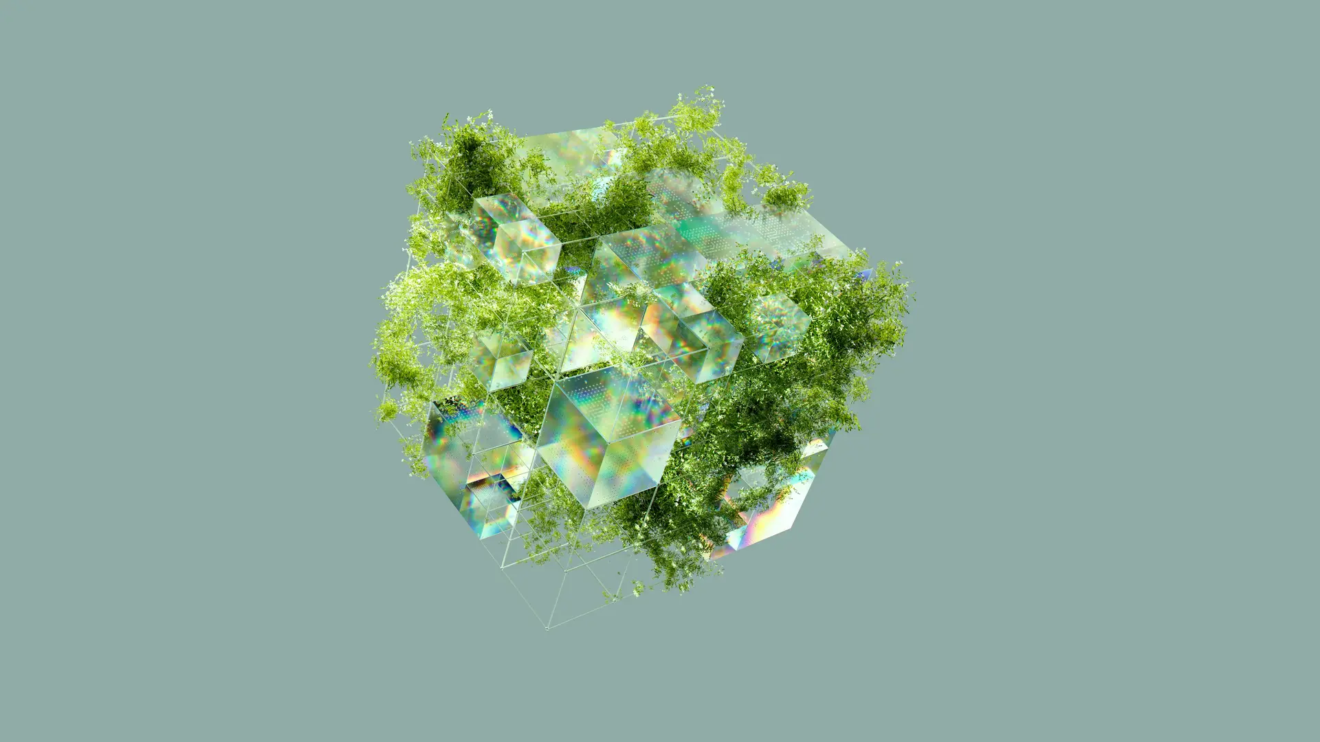 A top-down aerial view of a lush green tree with dense foliage, isolated against a neutral background.