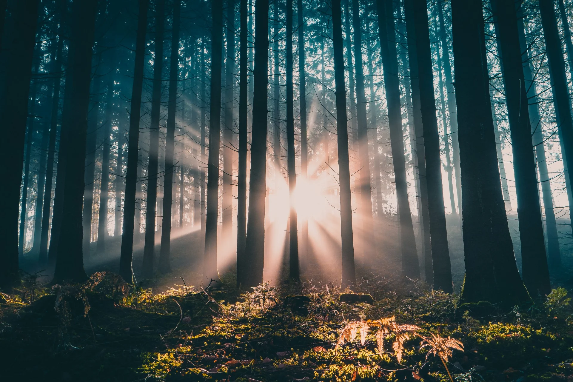 Sustainability